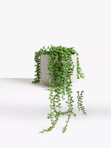 John Lewis John Lewis Artificial Nickel Plants in Grey Pot Indoor Planter- Buy online at McGrocer