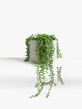 John Lewis Artificial Nickel Plants in Grey Pot (imported from the UK)