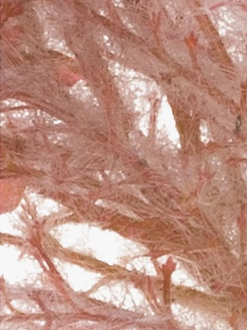 Floralsilk artificial pampas reed stem - British product