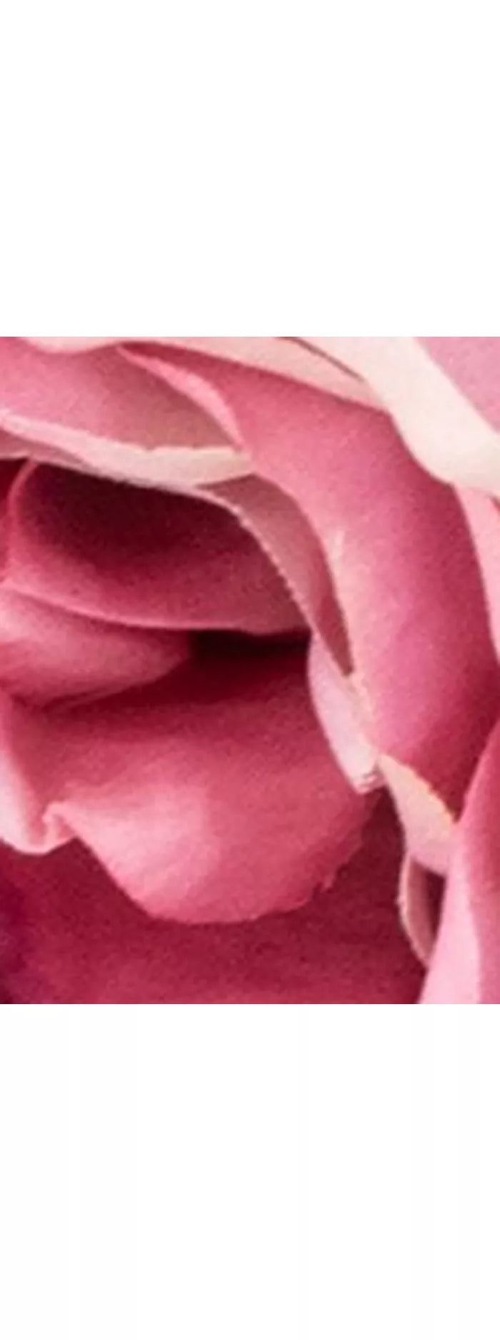 Floralsilk Artificial Gemma Rose Spray - McGrocer