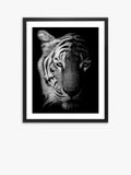 Brookpace Lascelles tiger framed print 81x65.5cm, UK version