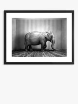 John Lewis Brookpace Lascelles 'Elephant In The Room' Framed Print, Black/White, 65.5 x 85.5cm- Buy online at McGrocer