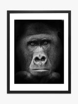 John Lewis Brookpace Lascelles Gorilla Framed Print & Mount Black/White Framed Photographic Print, 81 x 65.5cm- Buy online at McGrocer