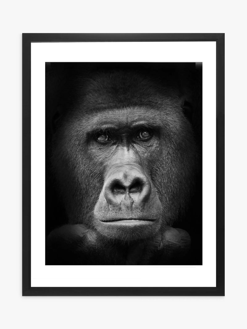 Brookpace Lascelles gorilla framed print 81x65.5cm, imported from the UK