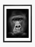 Brookpace Lascelles gorilla framed print 81x65.5cm, imported from the UK