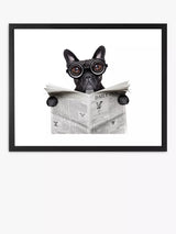 John Lewis Brookpace Lascelles Bulldog News Framed Print & Mount 45.5 x 55.5cm Black/White- Buy online at McGrocer