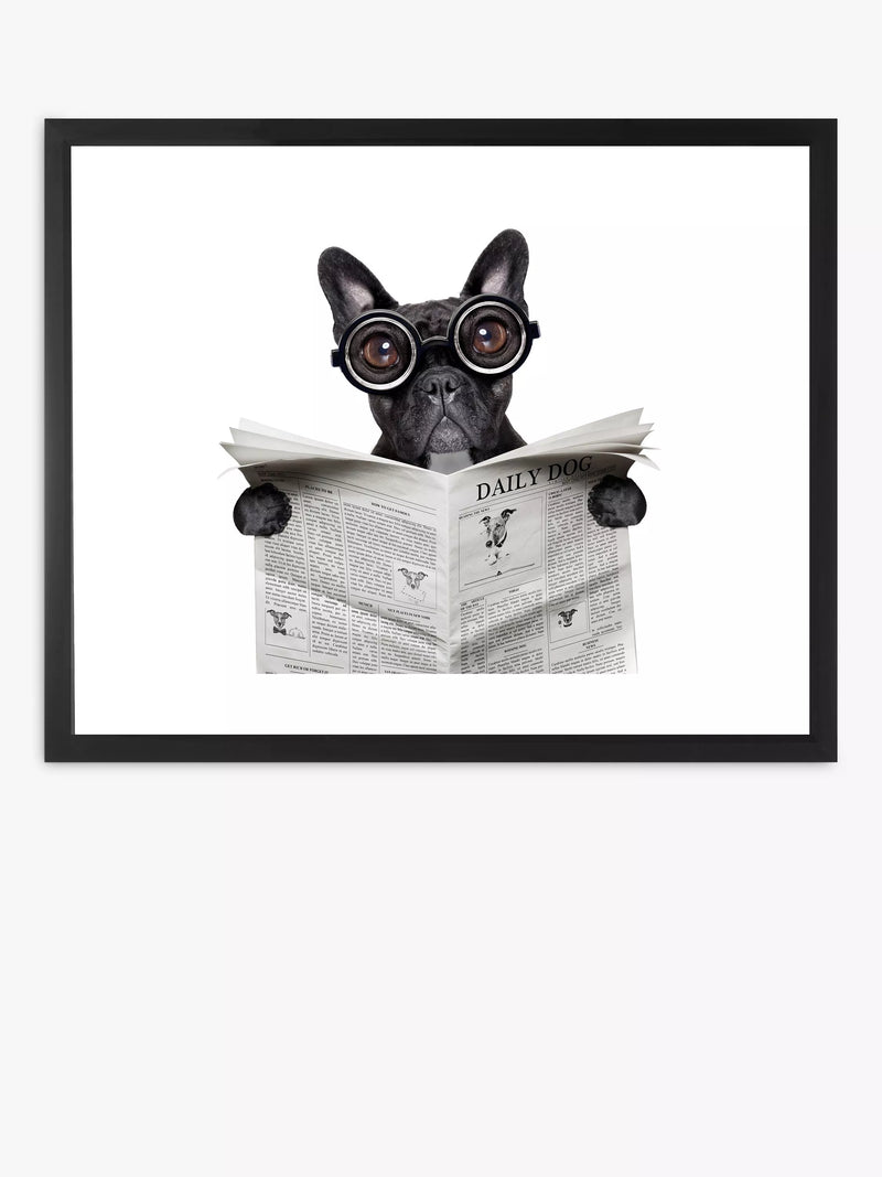 Brookpace Lascelles framed print Bulldog News 45.5x55.5cm, imported from the UK