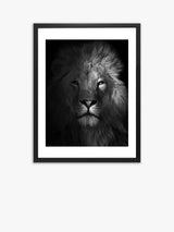 John Lewis Brookpace Lascelles Lion Framed Print & Mount Black/White Framed Photographic Print 81 x 65.5cm- Buy online at McGrocer