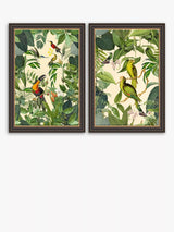 John Lewis John Lewis Andrea Haase Tropical Birds Framed Prints, Set of 2, Green/Multi, 67 x 47cm- Buy online at McGrocer
