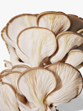 Origins Mega-Mushroom treatment lotion 100ml, UK version
