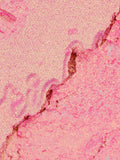 Benefit Tickle highlighter in golden pink, imported from the UK