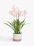 John Lewis artificial mini orchid in ceramic pot, UK version