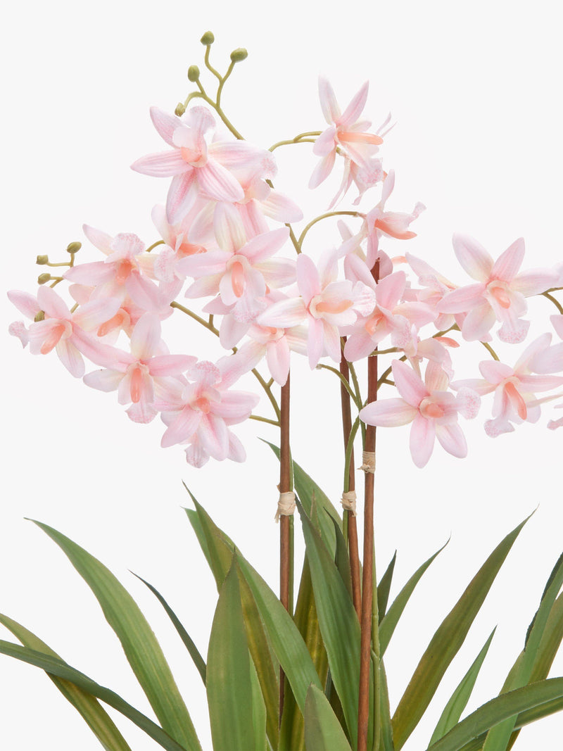 John Lewis artificial mini orchid in ceramic pot, UK version