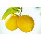 Weleda Natural Citrus Refreshing Bath Milk   200ml GOODS M&S