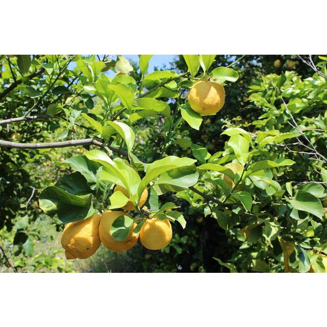 Weleda Natural Citrus Refreshing Bath Milk   200ml GOODS M&S