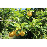 Weleda Natural Citrus Refreshing Bath Milk   200ml GOODS M&S