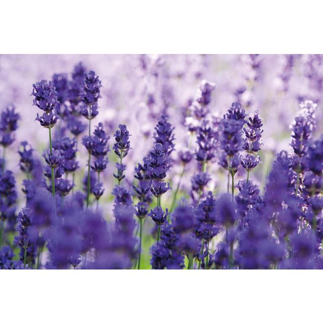 Weleda Natural Lavender Relaxing Body Oil Vegan   100ml GOODS M&S