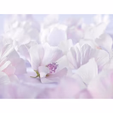 Weleda Baby White Mallow Nappy Cream 50ml GOODS M&S