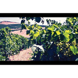 Terra Organica Prosecco 75cl GOODS M&S