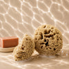 SpongeBox natural sea sponge 6-6.5 inches (British brand)