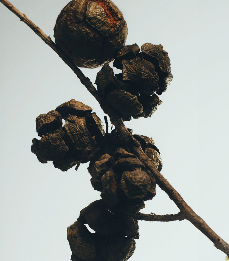 LOEWE Cypress Balls Chandelier Candle, UK version