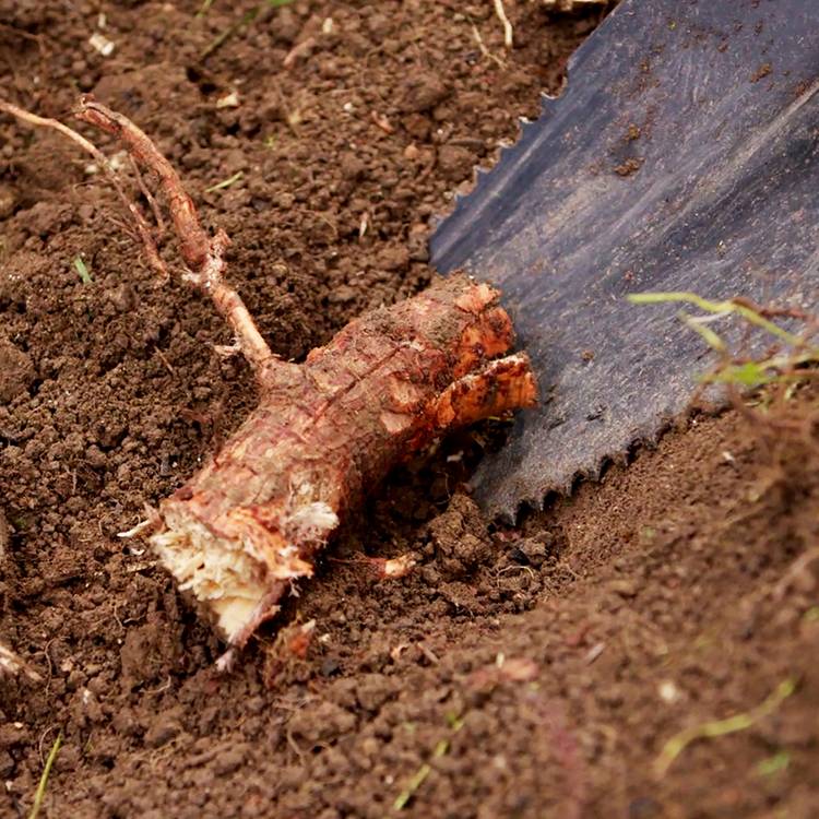 JML Rayzer Shovel Root Saw, imported from the UK