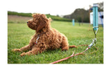Rosewood tie-out cable for dogs, red, imported from the UK