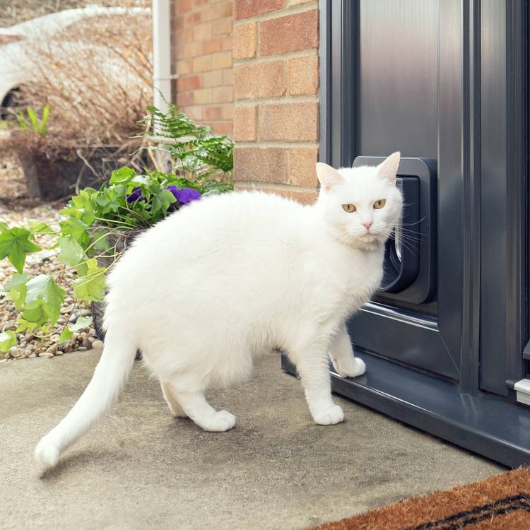 Sureflap microchip cat flap grey and white (British brand)