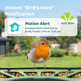 Birdfy Feeder 2 Pro smart bird feeder with solar panel (British brand)