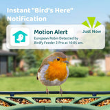 Birdfy Feeder 2 Pro smart bird feeder with solar panel (British brand)