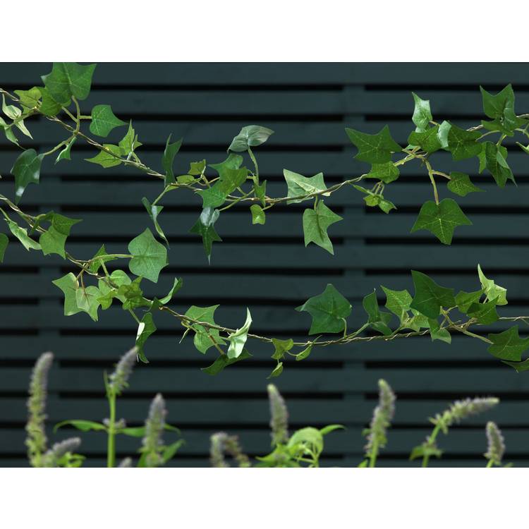 Sainsbury's 20 Ivy solar string lights 4m, UK version