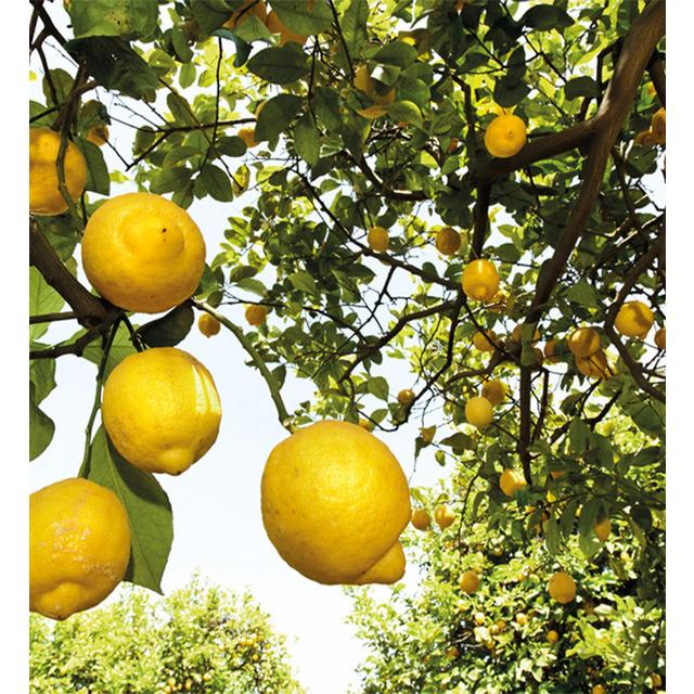 Weleda Natural Citrus Creamy Body Wash Vegan 200ml GOODS M&S