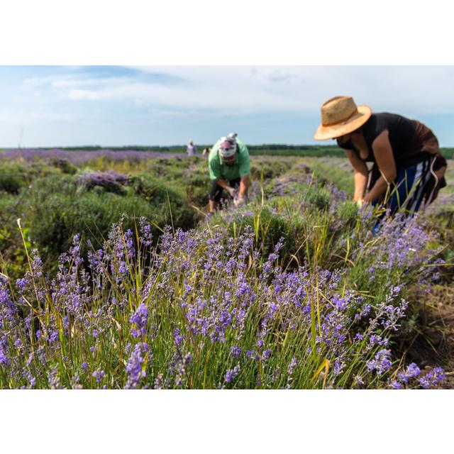 Weleda Natural Lavender Relaxing Bath Milk Vegan   200ml GOODS M&S