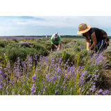 Weleda Natural Lavender Relaxing Bath Milk Vegan   200ml GOODS M&S