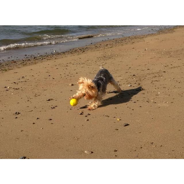 SportsPET High Bounce Ball For Pets Dog Toy 6cm GOODS M&S