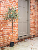 Blooming Artificial 4.5ft olive tree with fruits, imported from the UK
