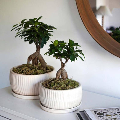 Argos Ivyline Round Bonsai Planter Set of 2 - White- Buy online at McGrocer