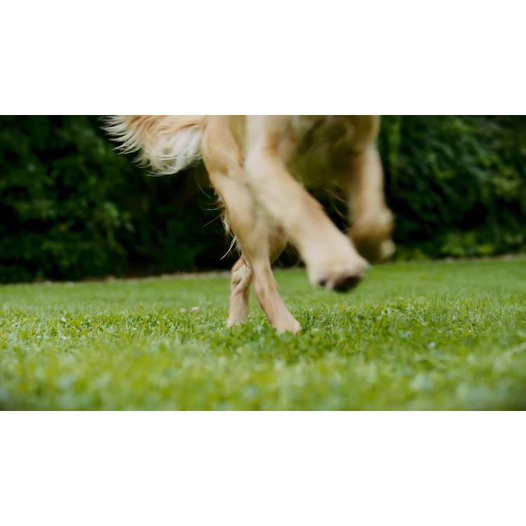 Vax SpotWash Max Pet-Design spot carpet cleaner, UK version