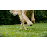 Vax SpotWash Max Pet-Design spot carpet cleaner, UK version