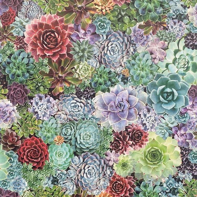 Arthouse succulent living multi wallpaper - British product