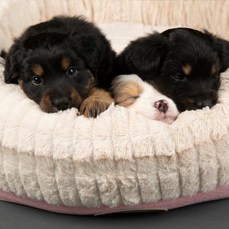 Scruffs donut medium bed 55cm, imported from the UK
