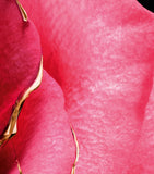 Guerlain Rose Centifolia Extrait 1 perfume 50ml (British brand)