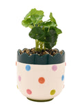 Widdop bobble planter with faux plant 24cm (British brand)