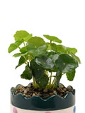 Widdop bobble planter with faux plant 24cm (British brand)