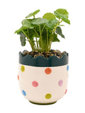 Widdop bobble planter with faux plant 24cm (British brand)