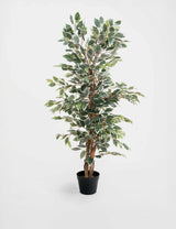 M&S BLOOMA 4ft Artificial Ficus Tree in Pot Indoor Plant- Buy online at McGrocer