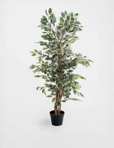 M&S BLOOMA 4ft Artificial Ficus Tree in Pot Indoor Plant- Buy online at McGrocer