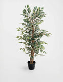 BLOOMA 4ft artificial ficus tree in pot - British product