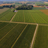 Mazzetti Chilli Balsamic Glaze