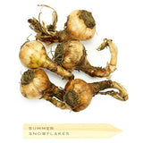 M&S 5 Summer Snowflakes